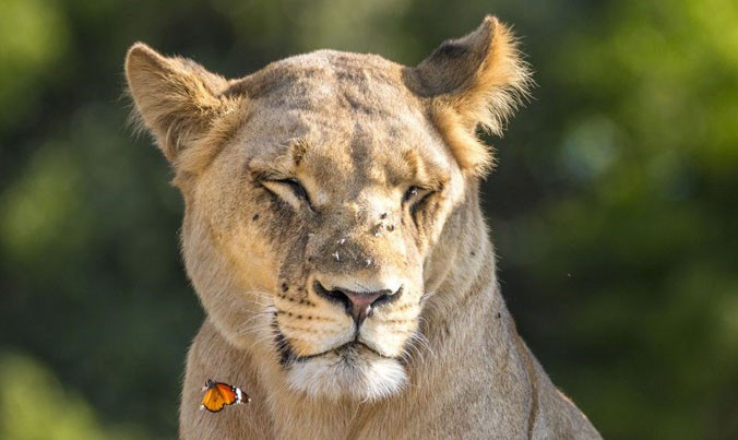 Con bướm bay ngay trước mặt con sư tử cái.