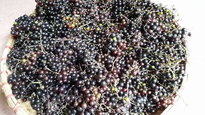 Nho rừng được nhiều người đặt mua để ngâm rượu