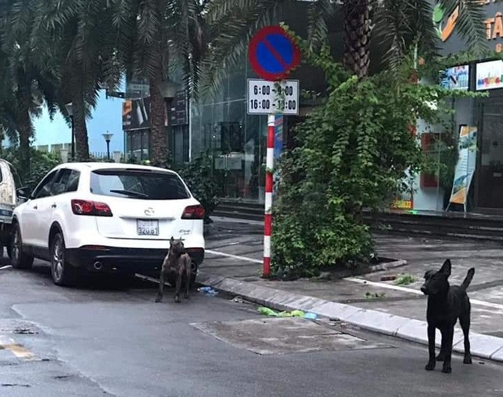 Hai trong số 3 con chó không rọ mõm chạy ngoài đường.