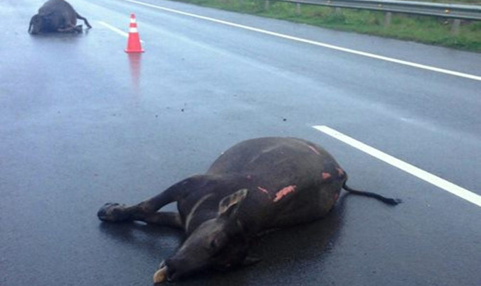 Hai con trâu bị tông chết trên đường cao tốc.