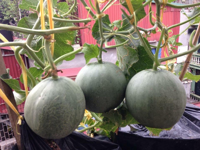 Chỉ với khoảng sân thượng nhỏ nhưng năm đầu tiên, vườn dưa đã cho thu hoạch 250kg các loại