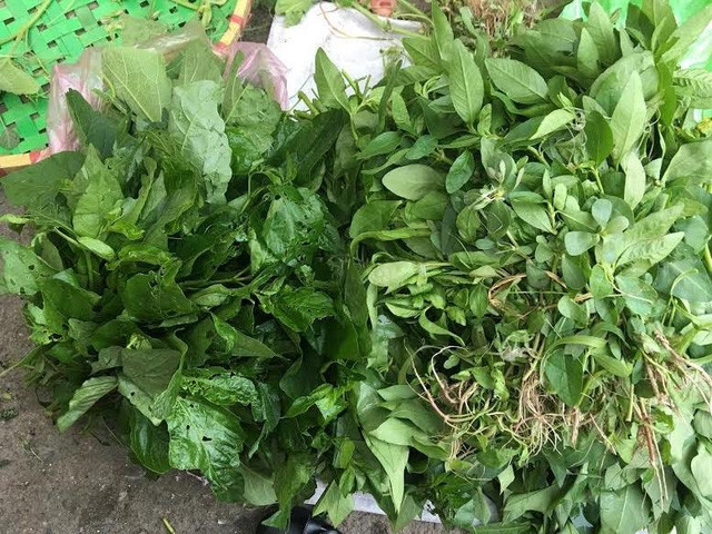 Được chuộng mua nên dân buôn thể thu được nửa triệu/ngày từ việc kiếm rau dại bán