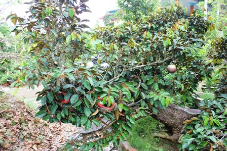 Mặt trước hình con rồng.