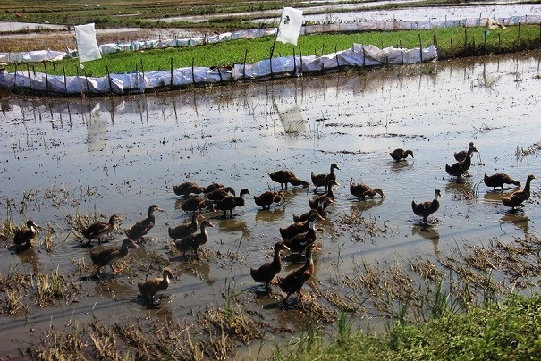 Vịt chạy đồng phải nộp phí là câu chuyện có thật đang diễn ra tại xã Ân Phong, huyện Hoài Ân (Bình Định).