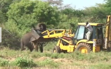 Voi mẹ ‘quyết đấu’ với xe ủi để bảo vệ con mắc kẹt dưới giếng