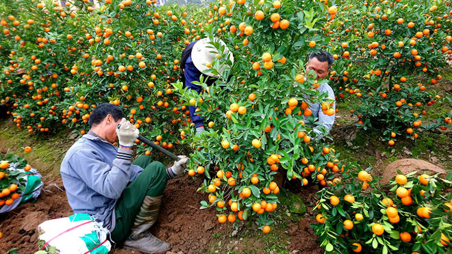 Người dân đang tất bận đào gốc quất để chuyển cho khách