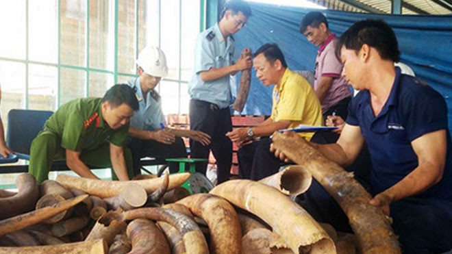 Ảnh minh họa một vụ bắt ngà voi của lực lượng Hải quan Việt Nam. Nguồn: Internet