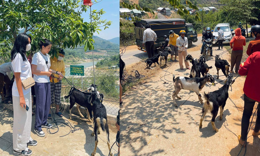 Hoa hậu Kỳ Duyên trở lại vùng lũ, mua dê tặng bà con ở Nam Trà My