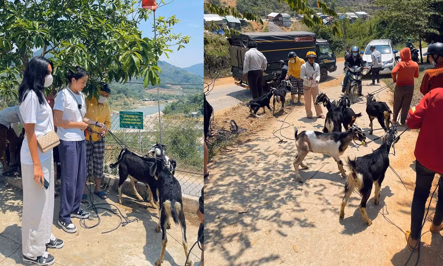 Hoa hậu Kỳ Duyên trở lại vùng lũ, mua dê tặng bà con ở Nam Trà My