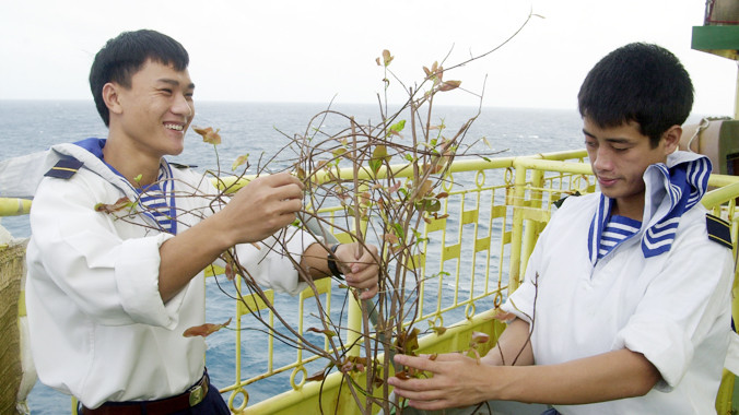 Sửa lại cành mai đón Xuân về. Ảnh: Xuân Cường.