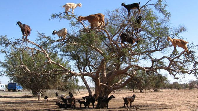 Chúng ta không còn xa lạ gì về khả năng leo núi, luồn rừng của dê, nhưng khả năng leo cây như khỉ của loài dê Morocco thì quả là thú vị.