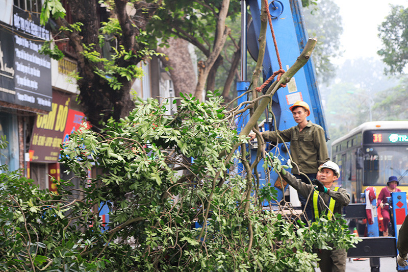 Hà Nội sẽ kiểm soát cây xanh bằng phần mềm hiện đại