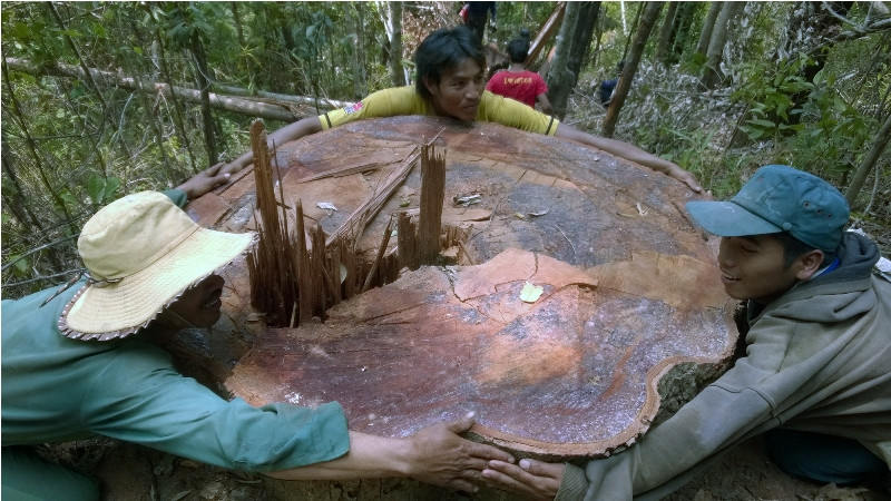 Một cây gỗ thân to 3 người ôm bị đốn hạ.