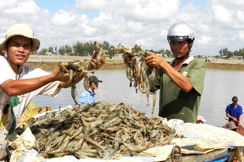 Tôm vẫn giữ được ví thế vào thị trường Nhật Bản dù bị kiểm tra kháng sinh. Ảnh: Trúc Mai.