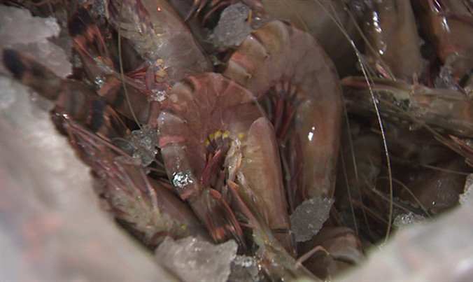 Tin nóng 24H: Bơm 'chất lạ' vào tôm chết rồi bán cho nhà hàng ở Hà Nội