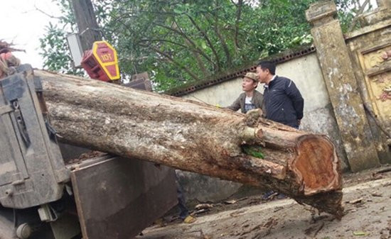 Cây sưa 200 tuổi ở Bắc Ninh được bán với giá 26 tỷ đồng. Ảnh: Thanh niên.