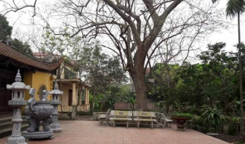 Cây sưa 400 tuổi che bóng cả sân đình Đông Cốc.