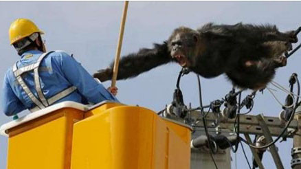 Tinh tinh tấn công nhân viên cứu hộ lúc bị bắn thuốc mê.