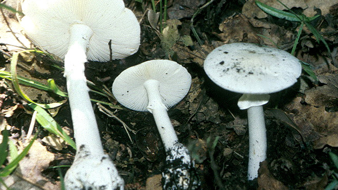 Loại nấm độc tán trắng các nạn nhân ăn phải. Ảnh: Amanita verna