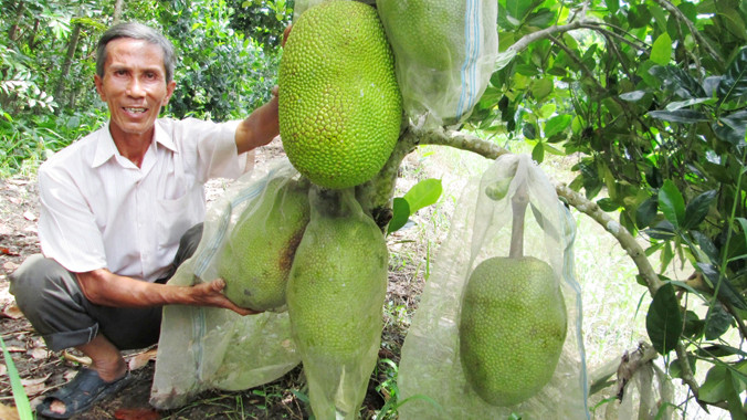 Ông Tám bên cây mít trĩu quả của mình. Ảnh: Hòa Hội