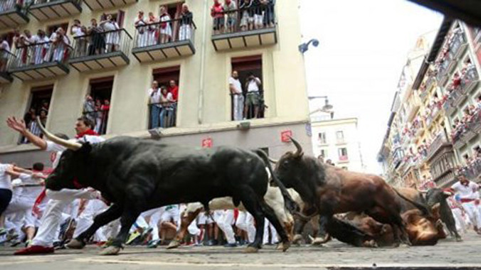 Những con bò to, khỏe, sừng dài nhọn hoắc, chạy như điên vì bị khích động bởi tiếng la hét của đám đông, húc thẳng vào bất cứ ai.