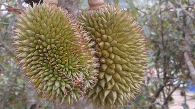 Lứa sầu riêng chuẩn bị cho thu hoạch tại huyện Đạ Huoai.