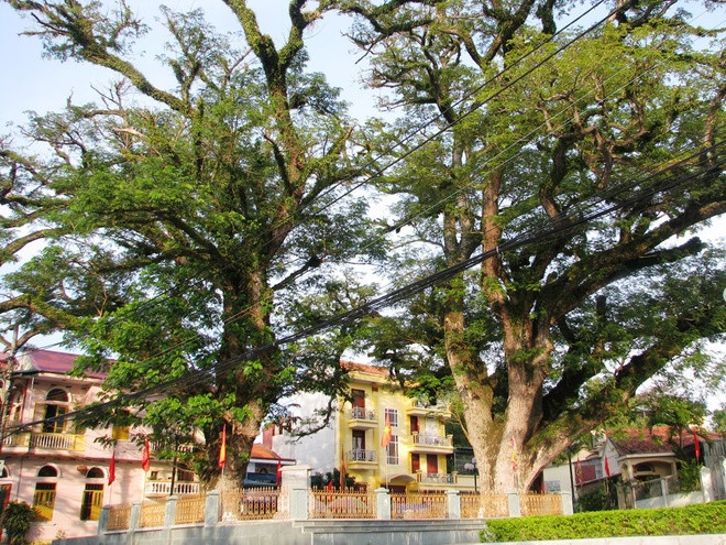 Hai cây lim giếng Rừng nằm dưới chân núi Tiên Sơn, phường Quảng Yên (thị xã Quảng Yên, Quảng Ninh) được nhà chức trách xác định khoảng 700 tuổi. Hai cây cổ thụ cùng các địa danh như: Bến Rừng, chợ Rừng... là những dấu tích của khu rừng cổ mà quân và dân n