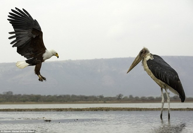 Tại khu bảo tồn tư nhân Zimanga ở Kwazulu Natal, Nam Phi nhiếp ảnh gia Hendri Venter đã ghi lại cuộc chiến thú vị giữa đại bàng và cò lớn.