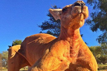 Roger với những cơ bắp cuồn cuộn. Ảnh: Facebook