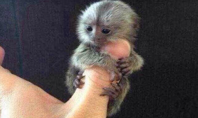 Khỉ lùn pygmy marmoset (Cebuella pygmaea), loài khỉ nhỏ nhất thế giới, là động vật bản xứ ở những cánh rừng mưa vùng phía tây lòng chảo Amazon thuộc Nam Mỹ. Tại Trung Quốc, chúng đang được rao bán trái phép với giá hơn 4.500 USD. Tuy nhiên, mức giá cao n