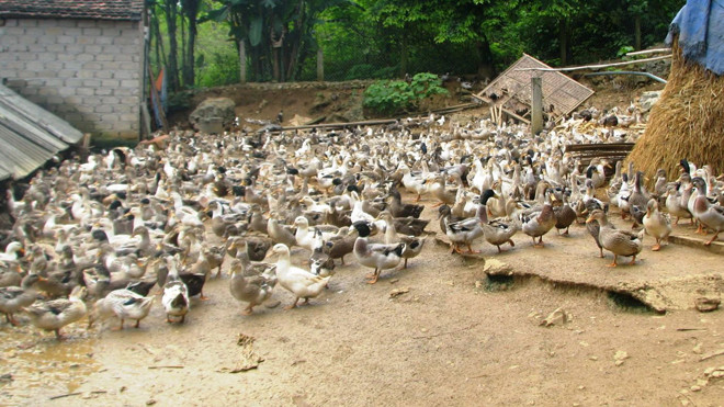 Mỗi năm, gia đình anh Nguyễn Đình Chín thu nhập hơn 100 triệu đồng nhờ nuôi vịt bầu Phủ Quỳ