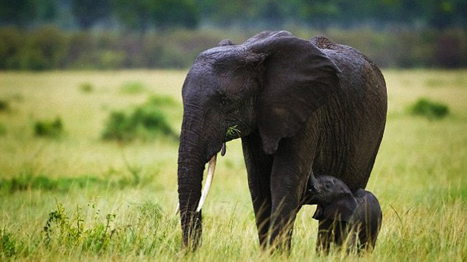 Voi phát hiện mưa bão từ xa