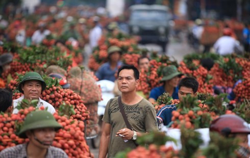Thương lái Trung Quốc thu mua vải thiều ở xã Phượng Sơn (Lục Ngạn, Bắc Giang). Ảnh: Dân Việt