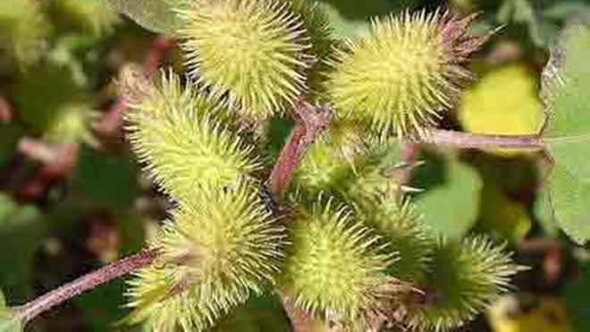 Ké đầu ngựa - vị thuốc quý trị xoang mũi