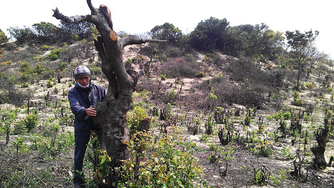 Rừng dẻ phòng hộ ven biển Chân Mây-Lăng Cô bị đốt phá, chặt hạ không thương tiếc sau khi giao về cho dự án du lịch. Ảnh: Ngọc Văn 