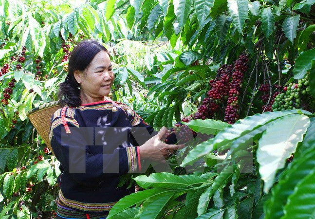 (Ảnh minh họa: Dương Giang/TTXVN).