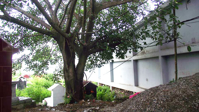 Cây đa cạnh nghĩa trang Trung Thành - nơi phát hiện xác ông Đức.