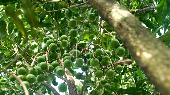 Đến năm 2020, chỉ được trồng khoảng 10 nghìn ha mắc ca