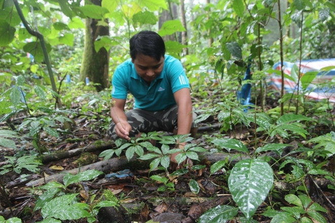 Sâm Ngọc Linh của người dân huyện Nam Trà My trồng 