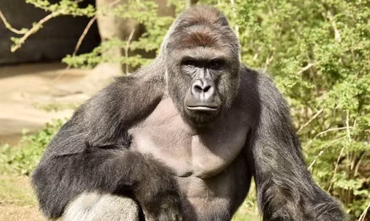 Con khỉ đột có tên Harambe (Ảnh: Sở thú Cincinnati)