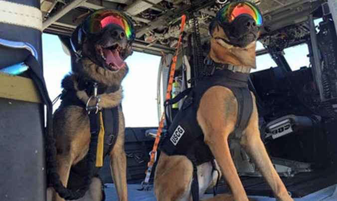 Đội cảnh khuyển bảo vệ Tổng thống Mỹ.