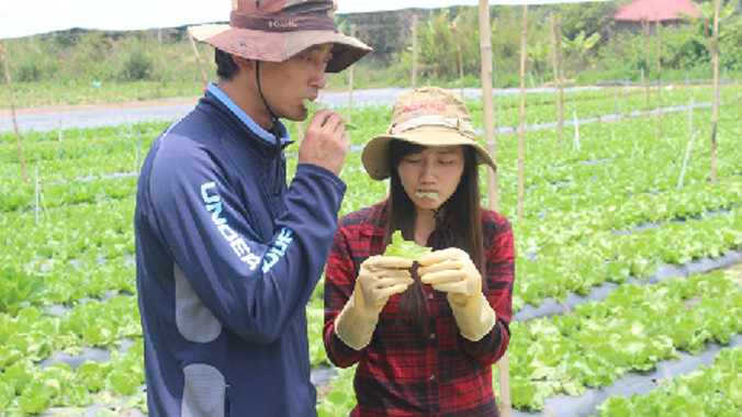 Anh Takaya Hanaoka ăn thử rau tại vườn. Ảnh: QD.