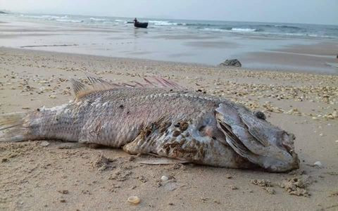 Ngày hai lần, địa phương phải báo cáo tình hình cá chết