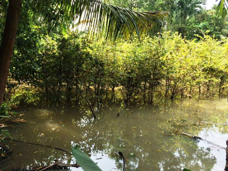 Vườn mai bị ngập trong nước.