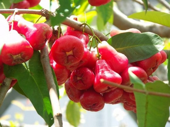 Quả roi rất giàu vitamin C, chất xơ, vitamin A, canxi, thiamin, niacin, sắt, lưu huỳnh và kali. Quả roi chứa nhiều hợp chất hữu cơ như jambosine, axit betulinic và friedelolactone có lợi cho sức khỏe.