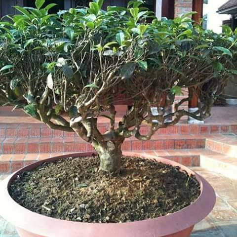 Dân Hà Nội đua nhau mua về trồng làm cảnh và lấy lá để pha nước uống