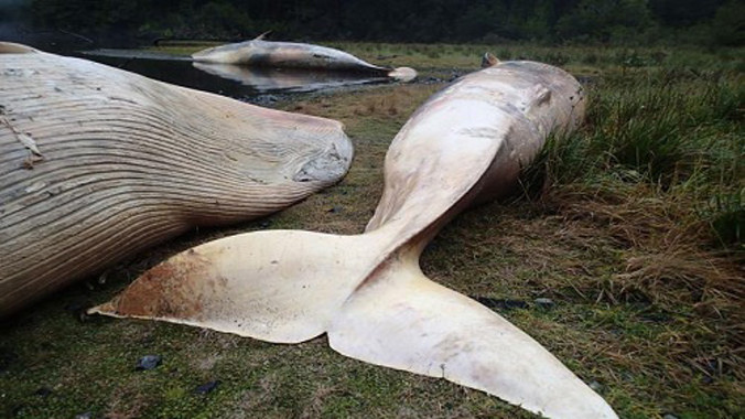 Xác cá voi chết mắc cạn thành từng nhóm. Ảnh: Vreni Haussermann.