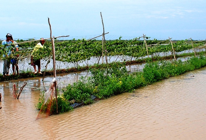 Hoa màu ngập úng chết hàng loạt.