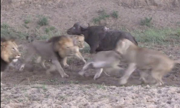 Trâu rừng may mắn thoát chết vì sư tử mải ‘choảng’ nhau