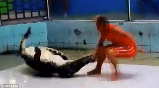 Cá sấu ngậm chặt tay và cố làm hại vị huấn luyện viên.